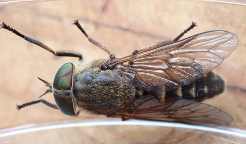 Réf. 335 854 : Hybomitra bimaculata